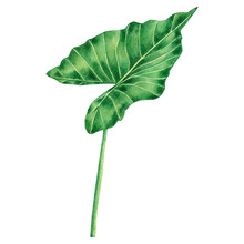 Watercolor Painting Big Green Leaves,palm Leaf Isolated On White Background.Watercolor Elephant Ear Leaf,illustration Tropical Exotic Leaf For Wallpaper Vintage Hawaii Style Pattern.With Clipping Path