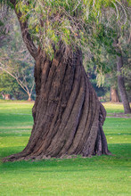 Twisted Tree Trunk Of Old Tree In Western Australia