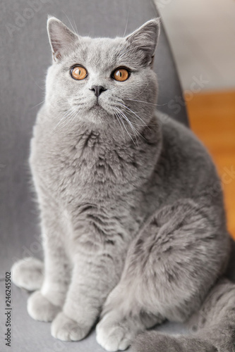 British Short Hair Kitten Cat Copper Eyes Buy This Stock Photo
