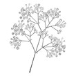 Vector branch with outline Gypsophila or Baby's breath, bud and delicate flower in black isolated on white background. Ornate Gypsophila bunch in contour style for spring design or coloring book.