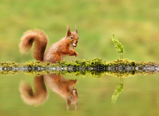 Red squirrel eating a nut by a pond in autumn