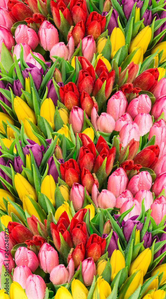Fresh spring tulip flowers water drops - obrazy, fototapety, plakaty 