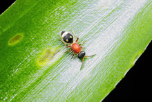 Velvet Ant On A Green Leaf Showing Full Body In Focus And Clear Abdomen. Artistic Photo Of A Velvet Ant. Dasymutilla Quadriguttata. 