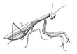 praying mantis, ink hand drawn vintage illustration