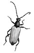 beetle, ink hand drawn black and white illustration