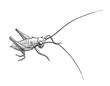 grasshopper maggot, ink hand drawn black and white illustration