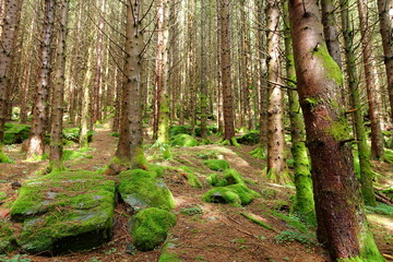 Fototapeta spokojny wzgórze północ las
