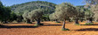 olive grove on the island of Mallorca