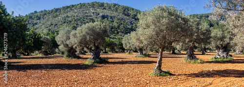 Fotografía olive grove on the island of Mallorca