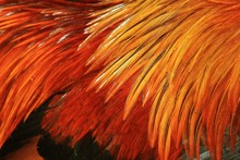 Background Of Chicken Feathers In Close-up