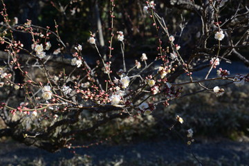 Canvas Print - The arrival the Japanese plum blossom season