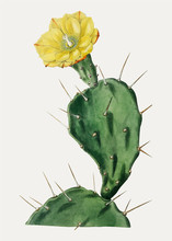 Opuntia And Yellow Flower