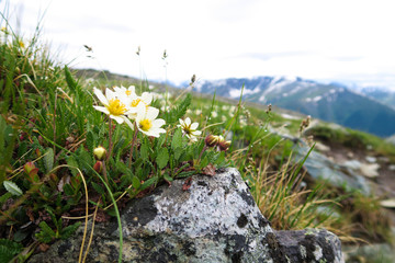 Mountain field flowers growing on the rocks