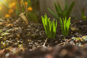 Sprout of nasiscuss the green plant