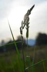 grass on a background of blue sky