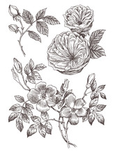 Wild Roses Blossom Branch Isolated On White. Seamless Pattern On Back. Vintage Botanical Hand Drawn Illustration. Spring Flowers Of Garden Rose, Dog Rose. Vector Design. Can Use For Greeting Cards, We