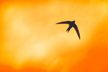 Silhouette Of Swift In Sunset