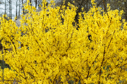 Fotografía Yellow bush, bloom, spring