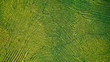 Aerial view shot from drone of green tea plantation, Top view aerial photo from flying drone of a tea plantation