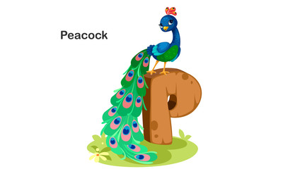 P for Peacock 2