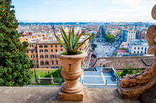 Aloe Vera Plant Growing In A Big Pot Standing On Balcony With Amazing View On Rome Cityscape