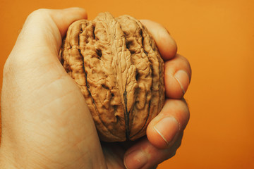 Poster - Hand holding big walnut on a yellow background. Close-up.