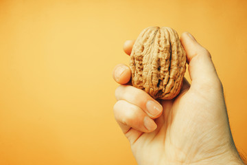 Poster - Hand holding big walnut on a yellow background.