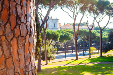 Growing pine tree trunk bark on foreground, velvet grass lawns, cozy walkways on Palatine hill and Rome cityscape on background