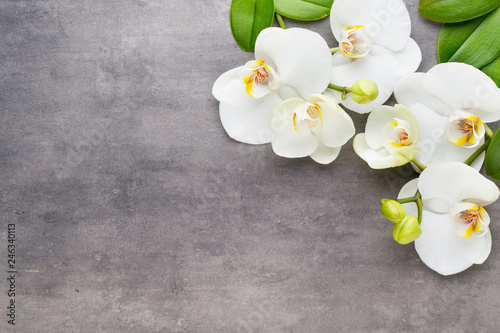 Dekoracja na wymiar  piekna-orchidea-na-szarym-tle-scena-uzdrowiskowa
