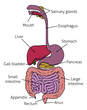 Human digestive system gut gastrointestinal tract anatomy diagram