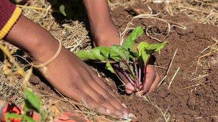 close up of african child hands planting vegetables in soil