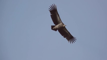 Wall Mural - huge vulture in flight,low angle view. himalayan griffon soaring in clear blue sky with fully wingsp