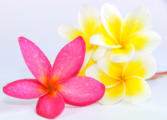 Wall Mural - Plumeria Close Up