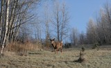 Fototapeta Tulipany - cerf de virginie