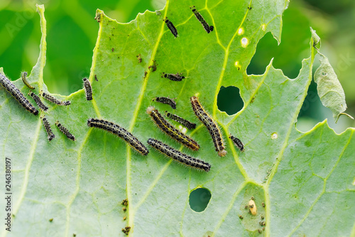 nasty black caterpillars crawl on green cabbage leaves and eat them in the garden on the farm in summer