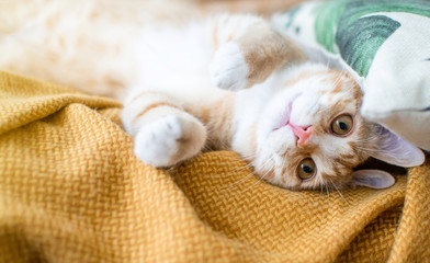 Cute little playful ginger kitten laying in blanket