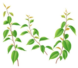 Wall Mural - Green  Branches with Leaves Isolated