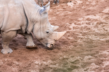 Large animals, rhinoceros sniffing the ground in search of food with its horn.