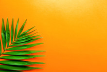 Top View Of Big Green Leaf Of A Exotic Parlor Palm On Bright Orange Gradient Background With A Lot Of Copy Space For Text. Minimalistic Flat Lay Composition W/ Large Branch Of Tropical Plant. Close Up