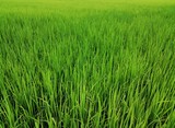 Fototapeta  - Green rice fields