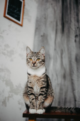 beautiful kitten with yellow eyes sits on a chair