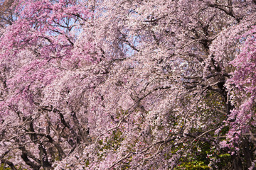 Wall Mural - cherry blossom in full bloom. focus is on the center flowers.