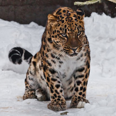 Wall Mural - The animal looks angry. Far Eastern leopard is walking in the snow.  powerful animal.