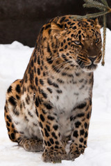 Wall Mural - Far Eastern leopard is walking in the snow.  powerful animal.