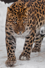 Wall Mural - The animal angrily looks at you face close-up. Far Eastern leopard is walking in the snow.  powerful animal.