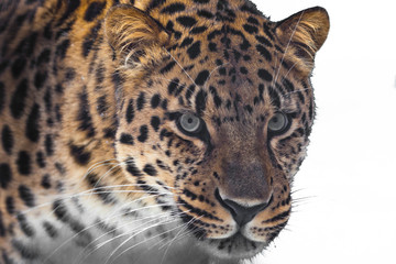 Wall Mural - Far Eastern leopard is walking in the snow.  powerful animal.