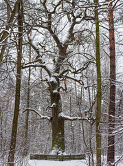 Wall Mural - Winter park with big oak tree