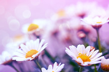 White Daisies Flowers Isolated On Pink Background.