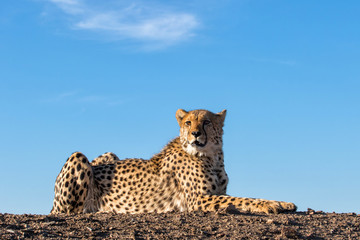 cheetah in Tiger Canyon game reserve on a dike at a waterhole in South Africa