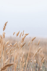 Naklejka na meble Yellow field grass in foggy day autumn